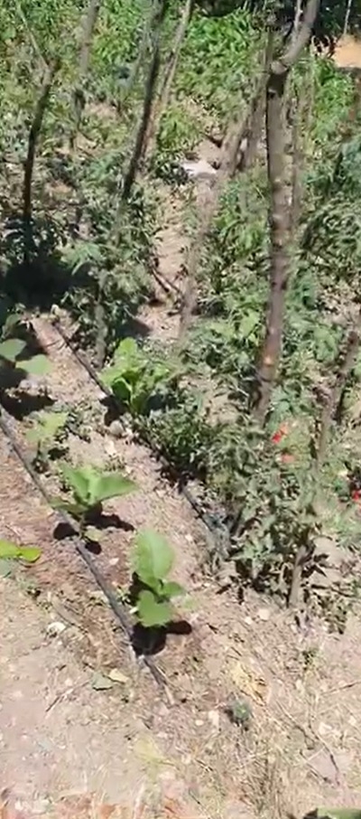 Muhtardan bahçe sulayanlara tepki