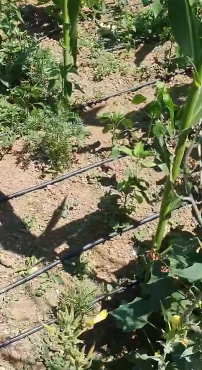 Muhtardan bahçe sulayanlara tepki