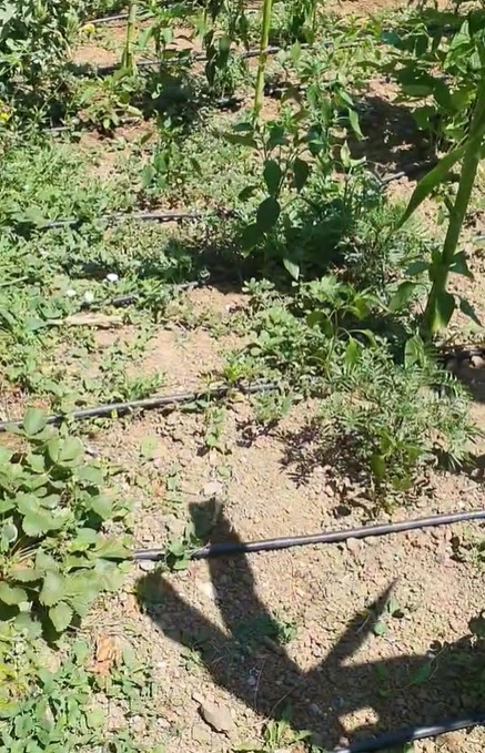 Muhtardan bahçe sulayanlara tepki