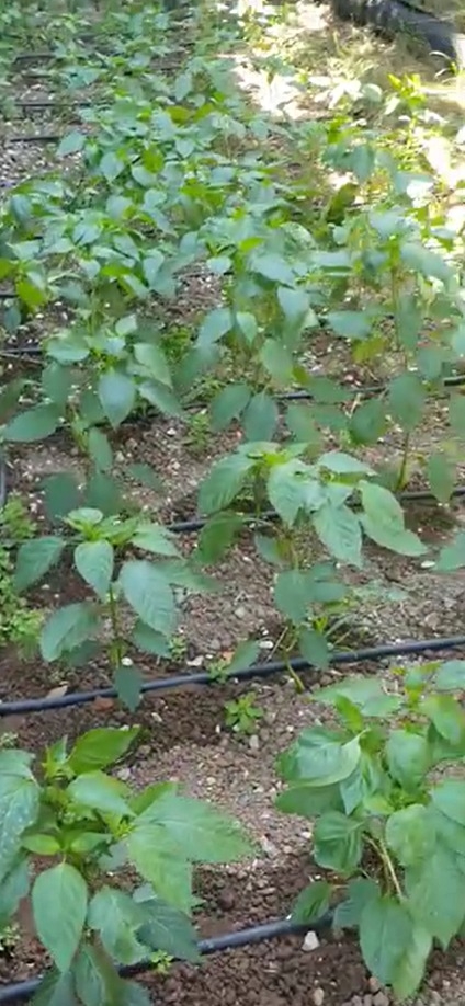 Muhtardan bahçe sulayanlara tepki