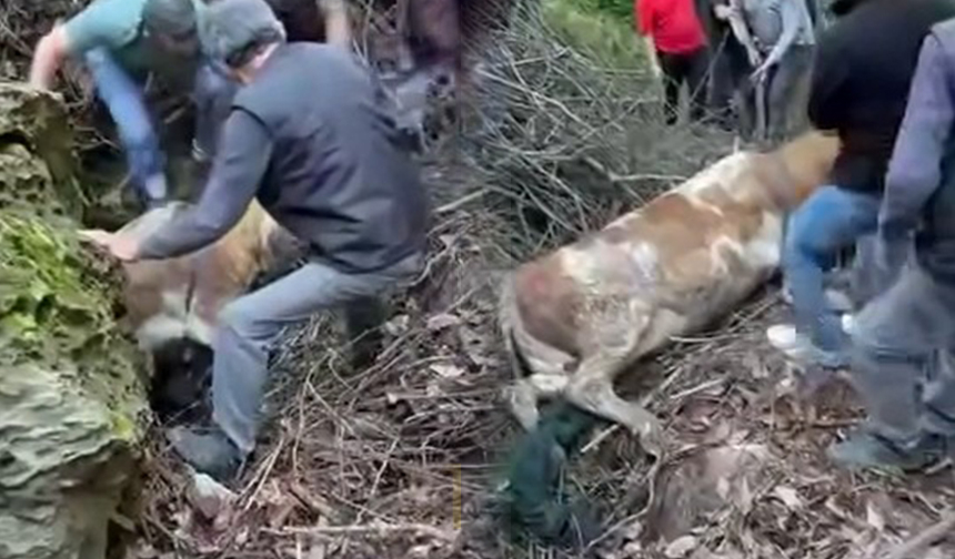 Nefes Kesen Kurtarma Dere Yatağına Düşen Hayvan İçin Seferber Oldular