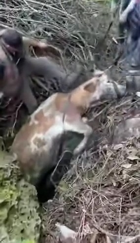 Nefes Kesen Kurtarma Dere Yatağına Düşen Hayvan İçin Seferber Oldular