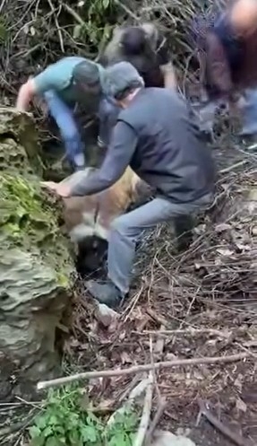 Nefes Kesen Kurtarma Dere Yatağına Düşen Hayvan İçin Seferber Oldular
