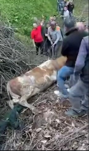 Nefes Kesen Kurtarma Dere Yatağına Düşen Hayvan İçin Seferber Oldular