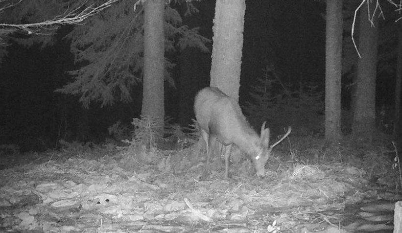 Nesli tehlikede olan geyik fotokapana yakalandı
