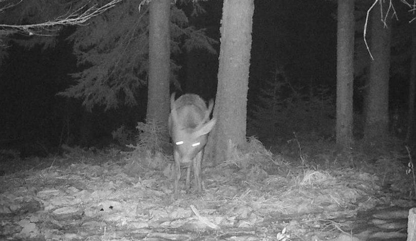 Nesli tehlikede olan geyik fotokapana yakalandı