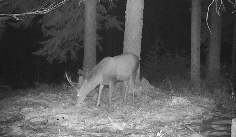 Nesli tehlikede olan geyik fotokapana yakalandı