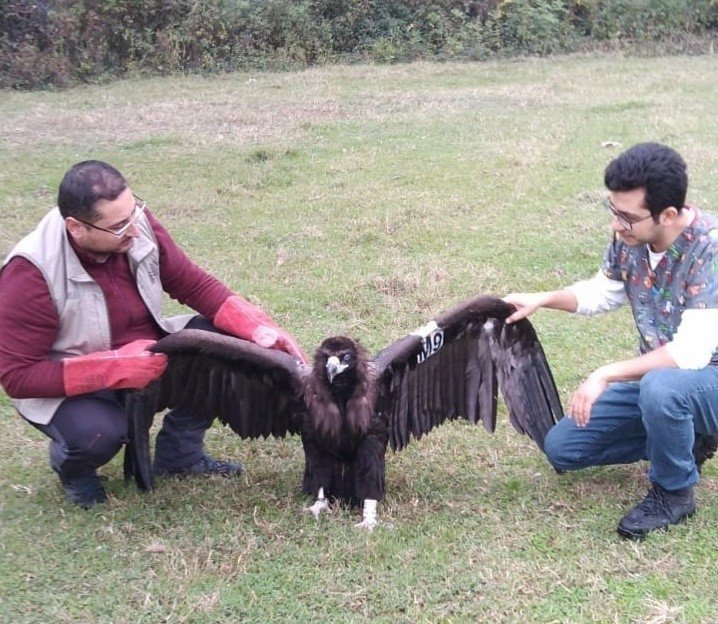 Nesli tehlikede olan kara akbaba komşuda mola verdi