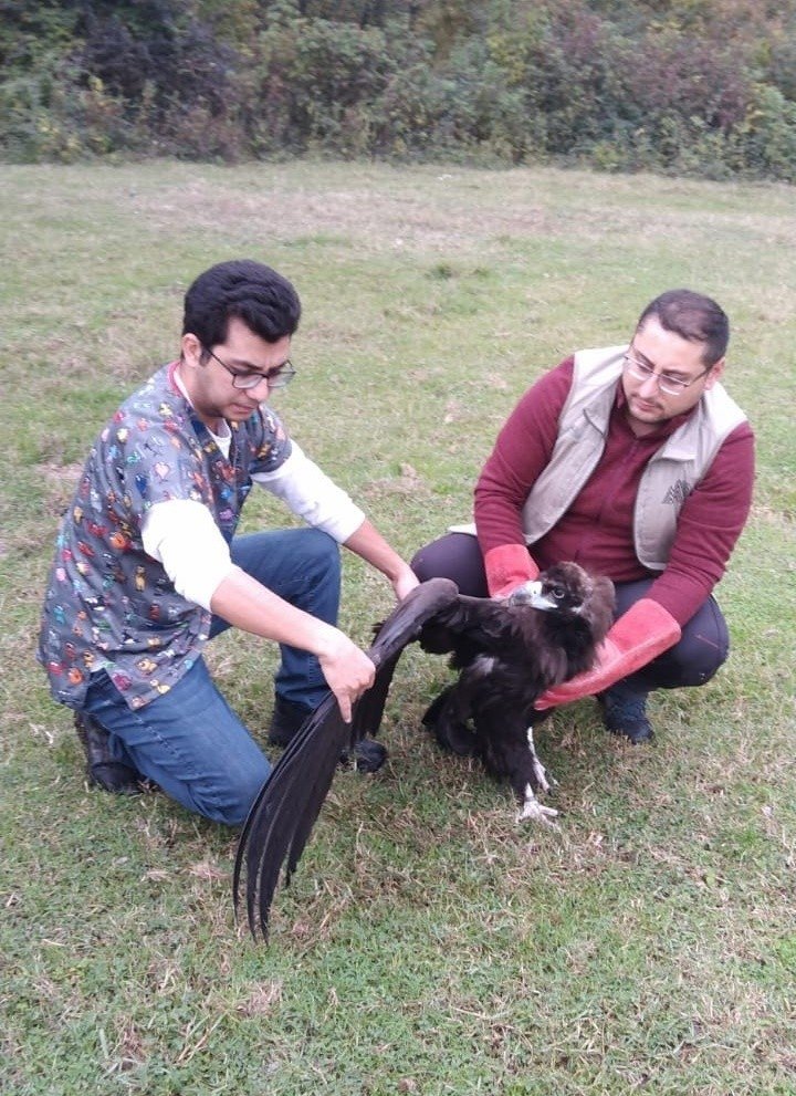 Nesli tehlikede olan kara akbaba komşuda mola verdi