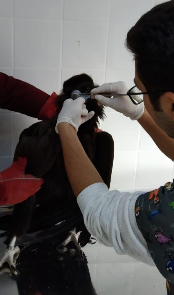 Nesli tehlikede olan kara akbaba komşuda mola verdi