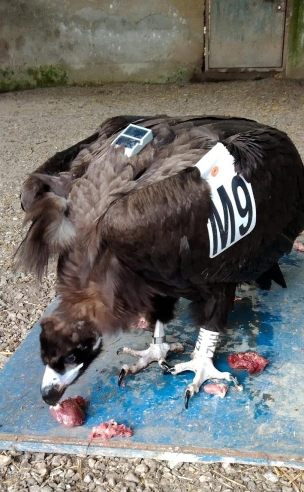 Nesli tehlikede olan kara akbaba komşuda mola verdi