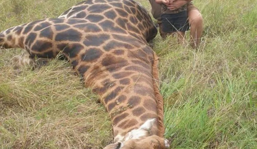 Nesli tehlikedeki hayvanları avlıyordu: Öldürüldü