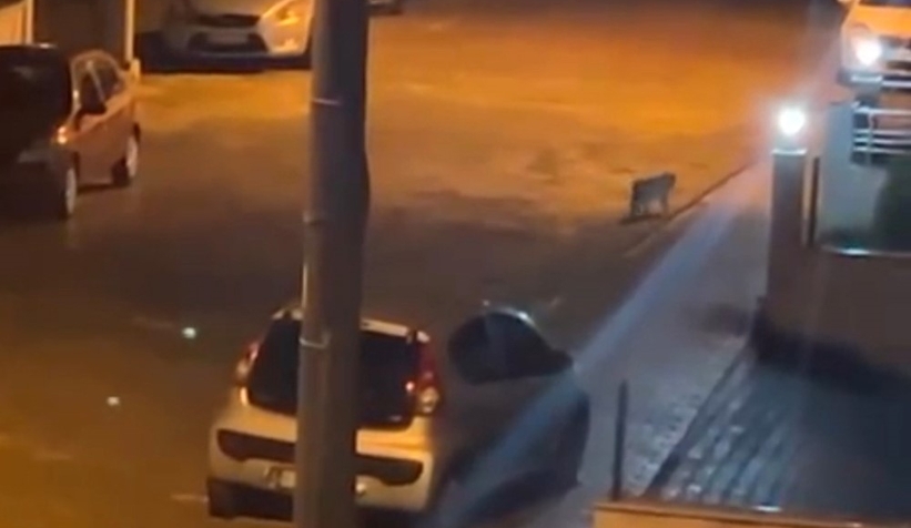 Nesli tükenmek üzere Bolu sokaklarında görüldü!