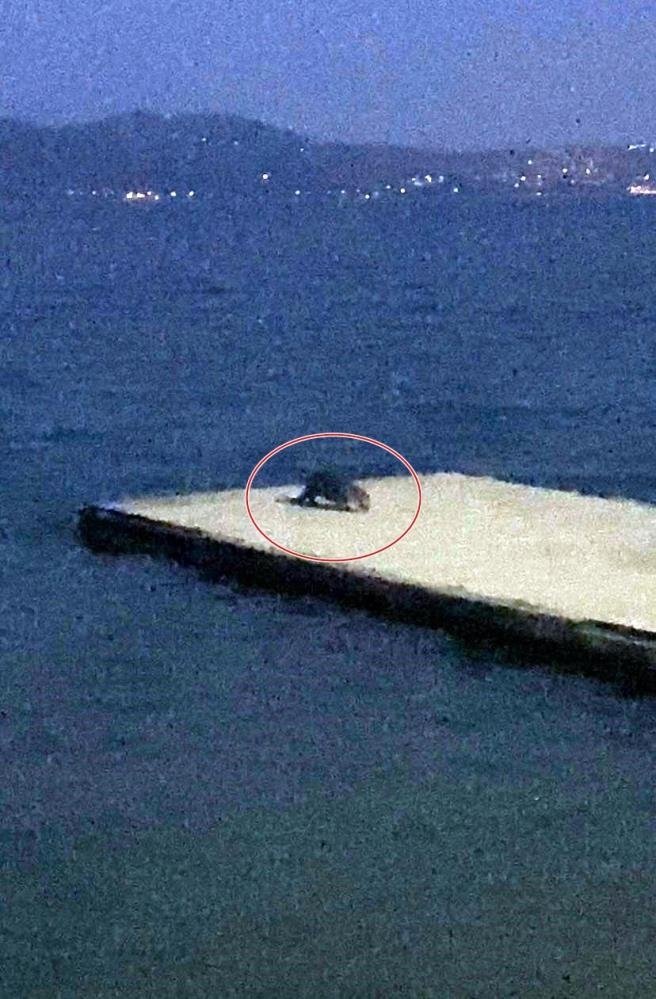 Nesli tükenmek üzere Sapanca Gölü’nde görüldü