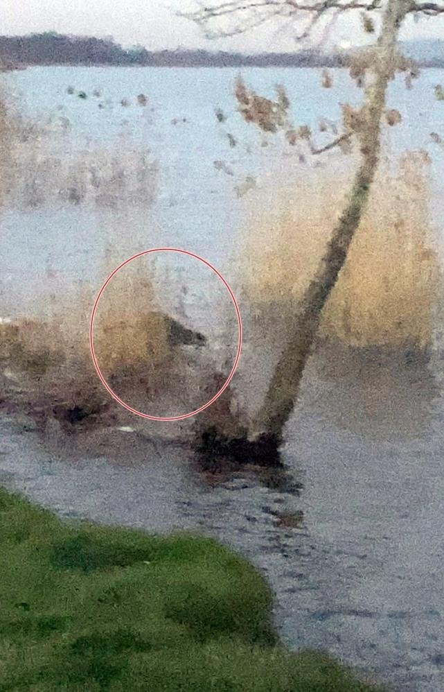 Nesli tükenmek üzere Sapanca Gölü’nde görüldü