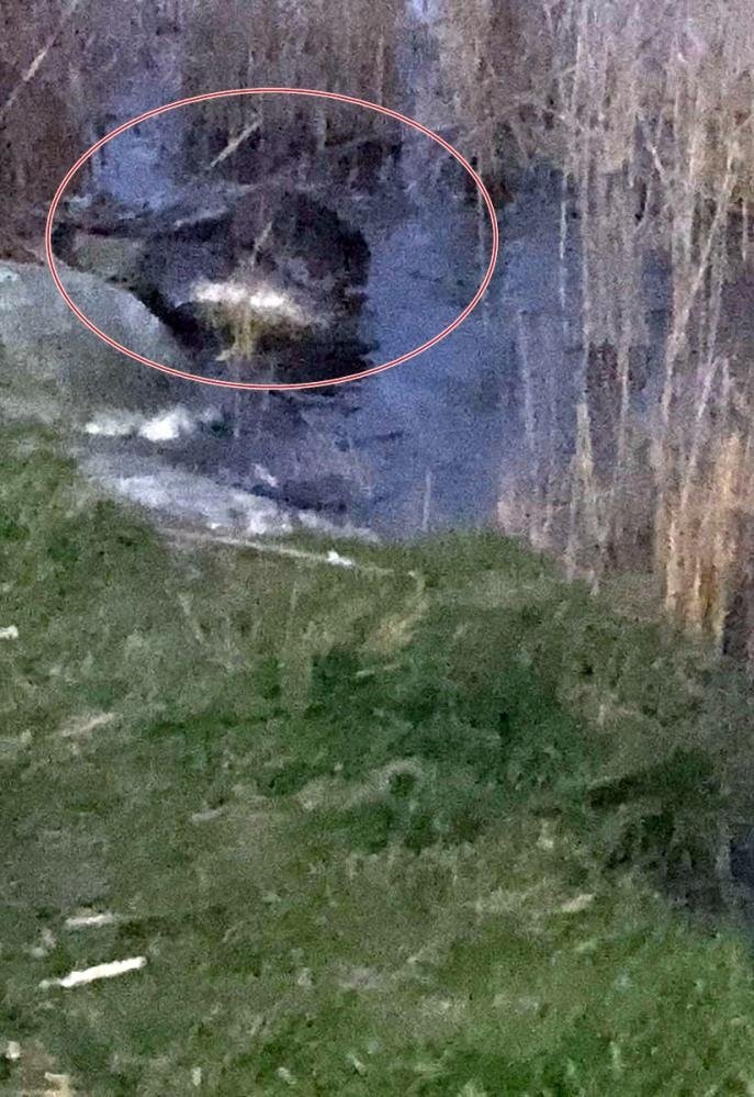 Nesli tükenmek üzere Sapanca Gölü’nde görüldü