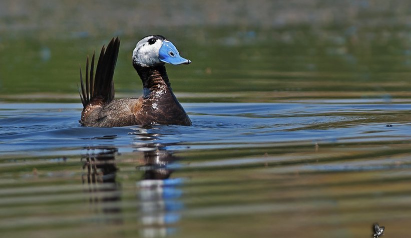 Nesli tükenmekte olan dikkuyruk ördeği 7 yıldır uğramıyor