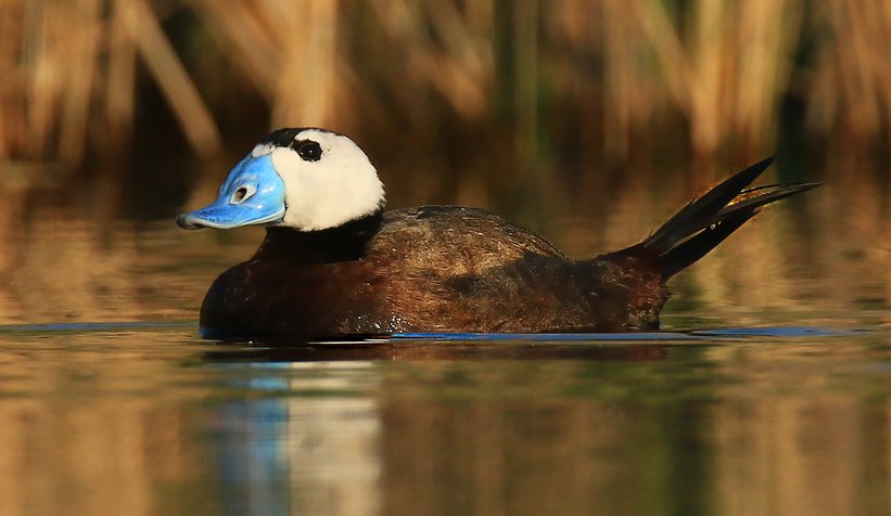 Nesli tükenmekte olan dikkuyruk ördeği 7 yıldır uğramıyor