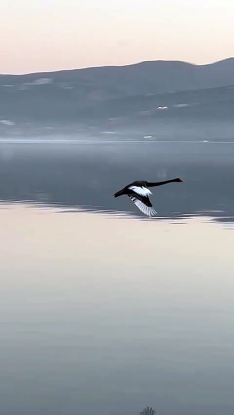 Nesli tükenmekte olan siyah kuğu Sakarya'da görüntülendi