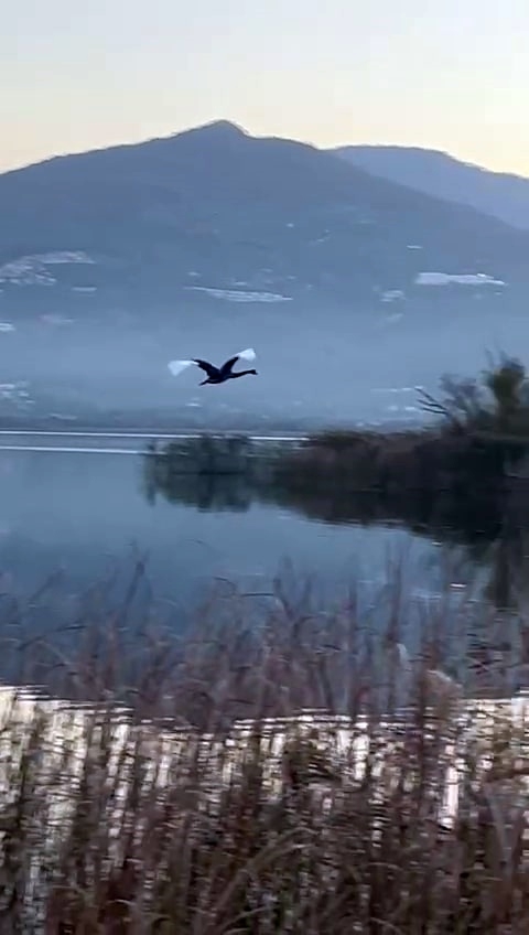 Nesli tükenmekte olan siyah kuğu Sakarya'da görüntülendi