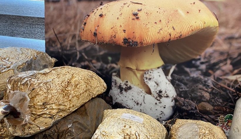 O mantar ölüm saçıyor