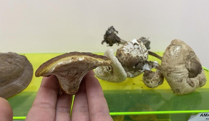 O mantar ölüm saçıyor