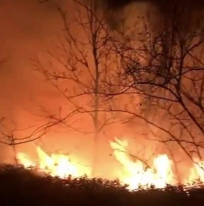 Ocak ayında orman yangını korkuttu