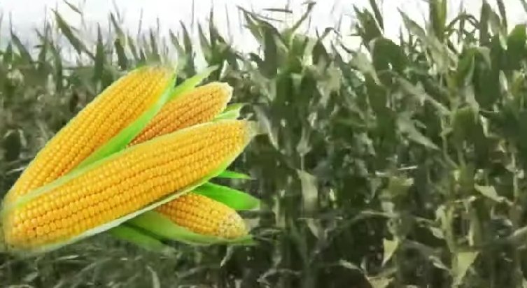 Oda Başkanının tarlasından 200 bin liralık süt mısır çalındı