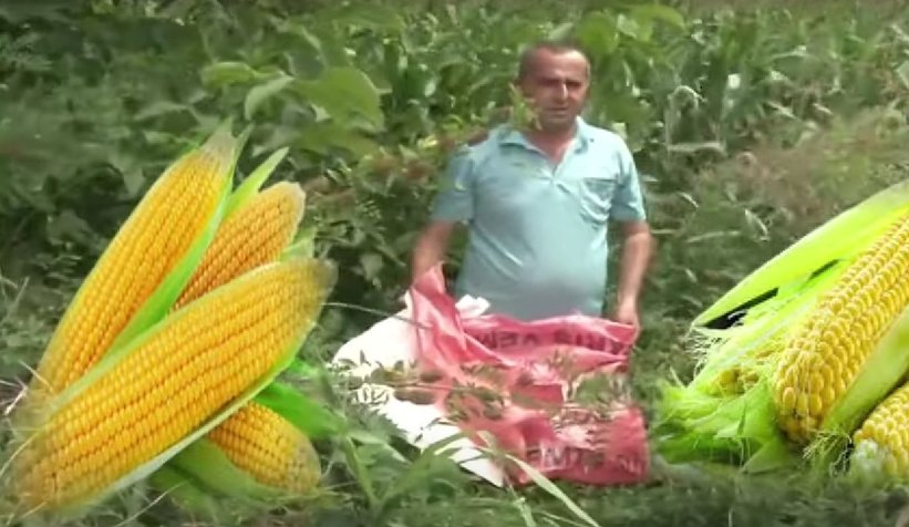 Oda Başkanının tarlasından 200 bin liralık süt mısır çalındı