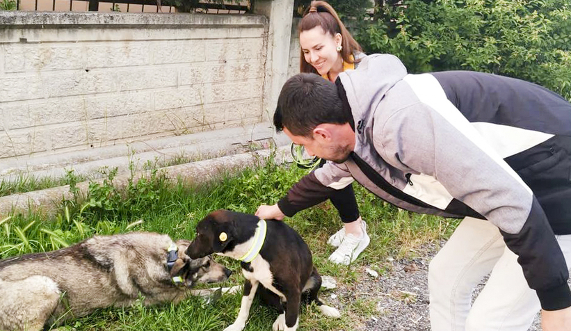 Öğrencilerden sokak köpekleri için örnek çalışma