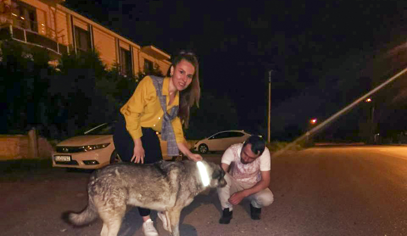 Öğrencilerden sokak köpekleri için örnek çalışma