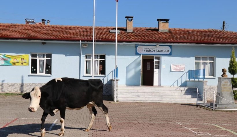 Öğrencileri için okula inek getirdi