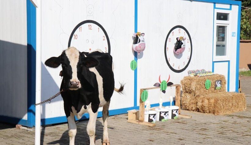 Öğrencileri için okula inek getirdi