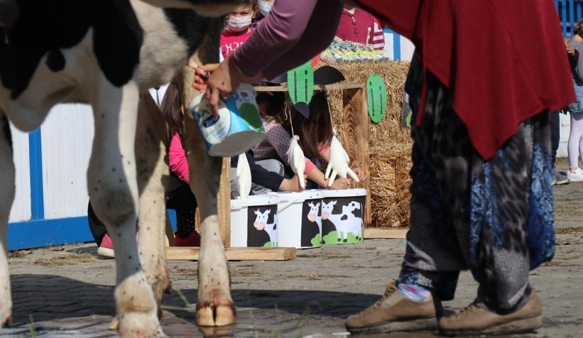 Öğrencileri için okula inek getirdi