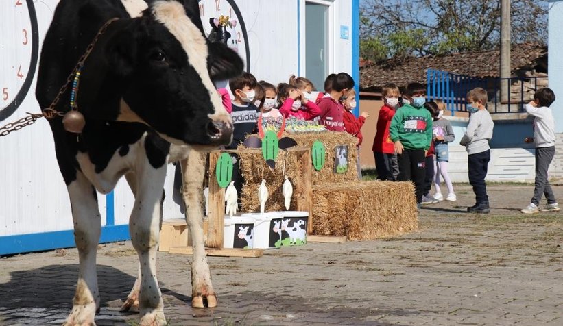 Öğrencileri için okula inek getirdi