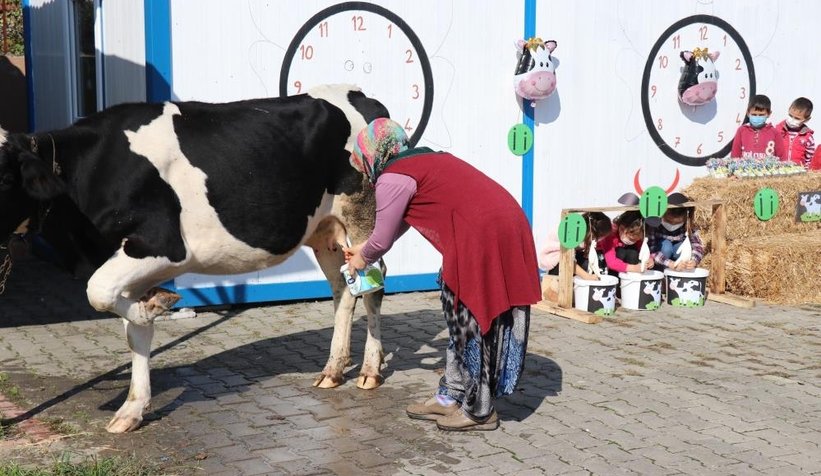 Öğrencileri için okula inek getirdi