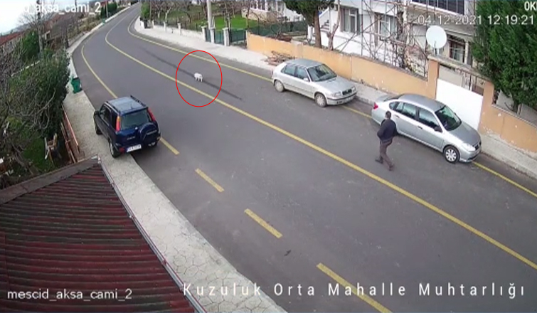 Okul servisi köpeği ezip böyle kaçtı