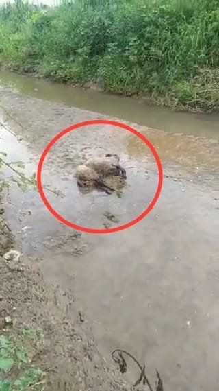 Ölen koyunu dereye atıp küpesini aldı
