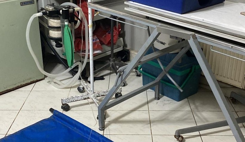 Ölen yavrularını karnında taşımış