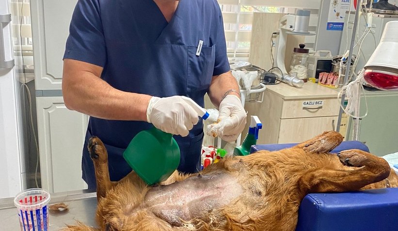 Ölen yavrularını karnında taşımış