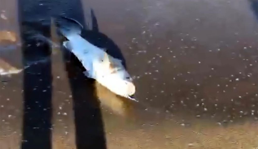 Oltayla 5 kiloluk lüfer yakaladı, böyle sevindi