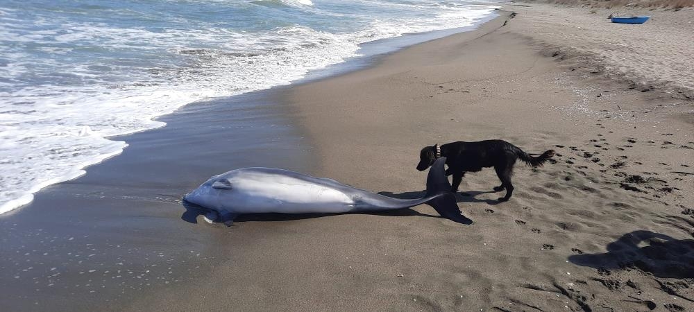 Ölü yunus balığı kıyıya vurdu
