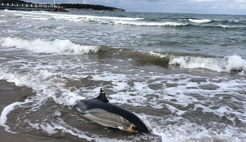 Ölü yunuslar sahile vurdu