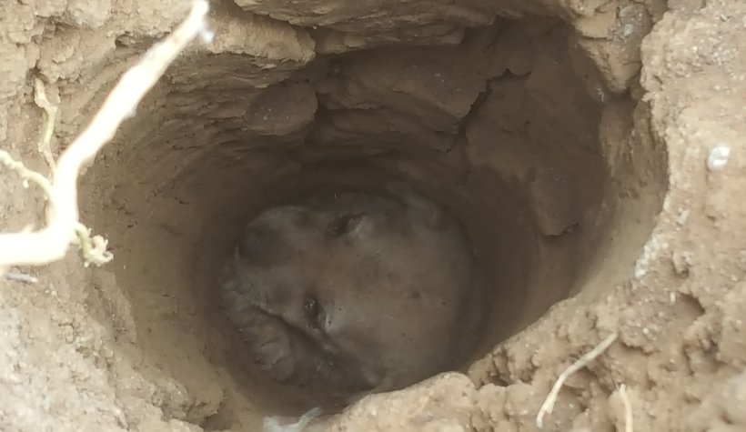 Onu kurtarmak için seferber oldular