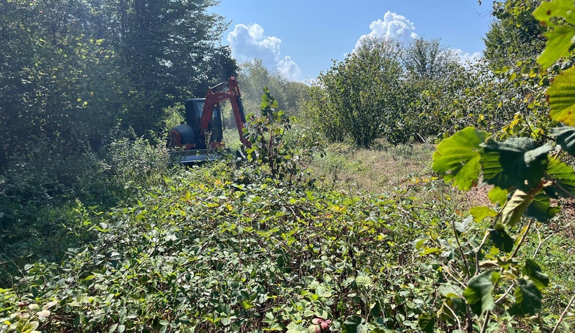 Orman sahasına dikilen fındık ağaçları söküldü