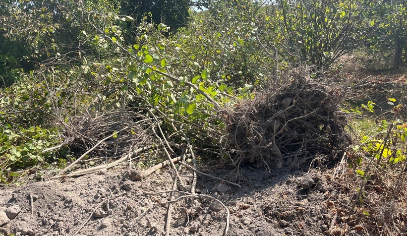 Orman sahasına dikilen fındık ağaçları söküldü