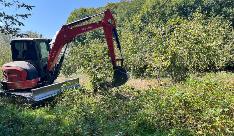 Orman sahasına dikilen fındık ağaçları söküldü