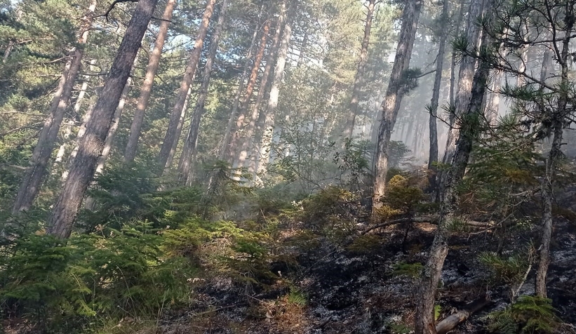 Orman yangını 25 dönüm alanda etkili oldu