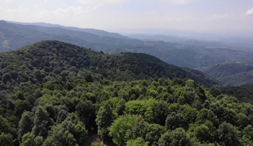 orman-yanginina-dikkatsfcrqzravw
