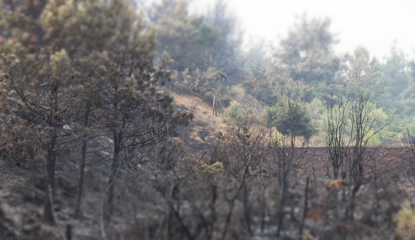 Orman yangınında alevlerin arasında kaldı